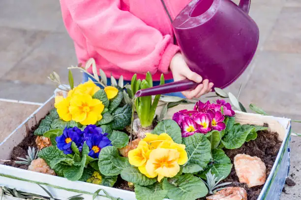 primrose container watering hands