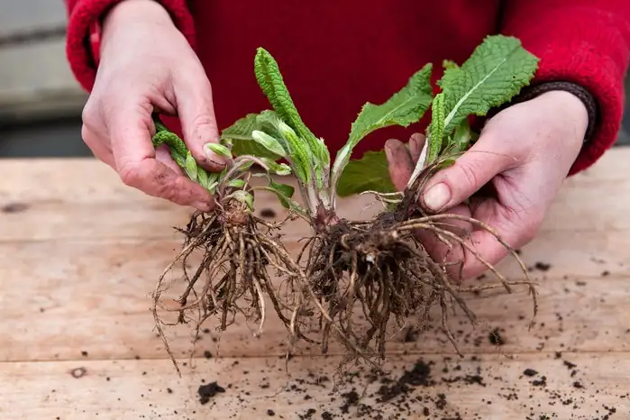 primrose division hands splitting clump