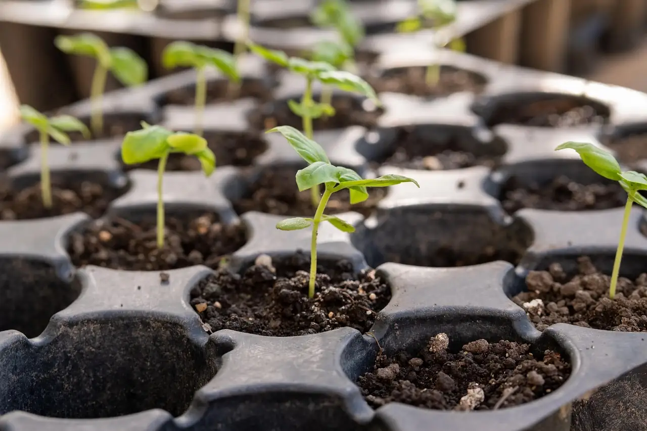 primula seeds surface sowing tray