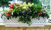 Small Pots, Big Wow: Color-Blocking Primrose Containers for Porches and Windowboxes