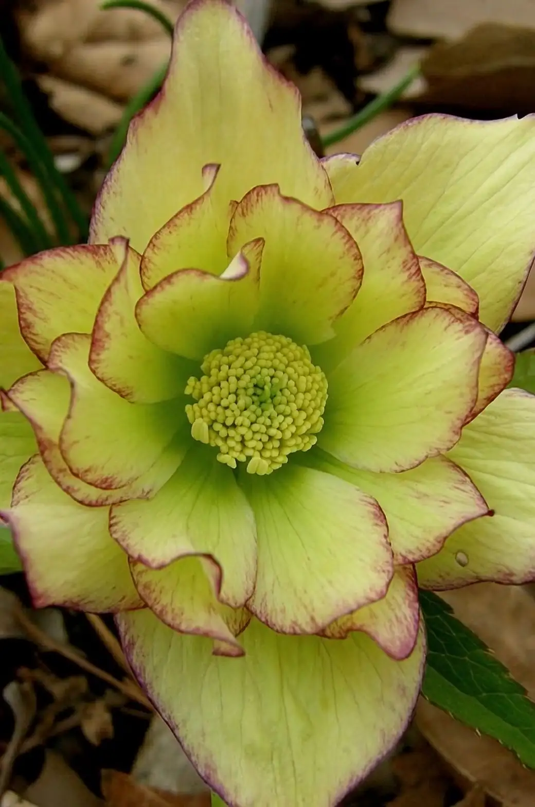 primrose helleborus golden jenny pot