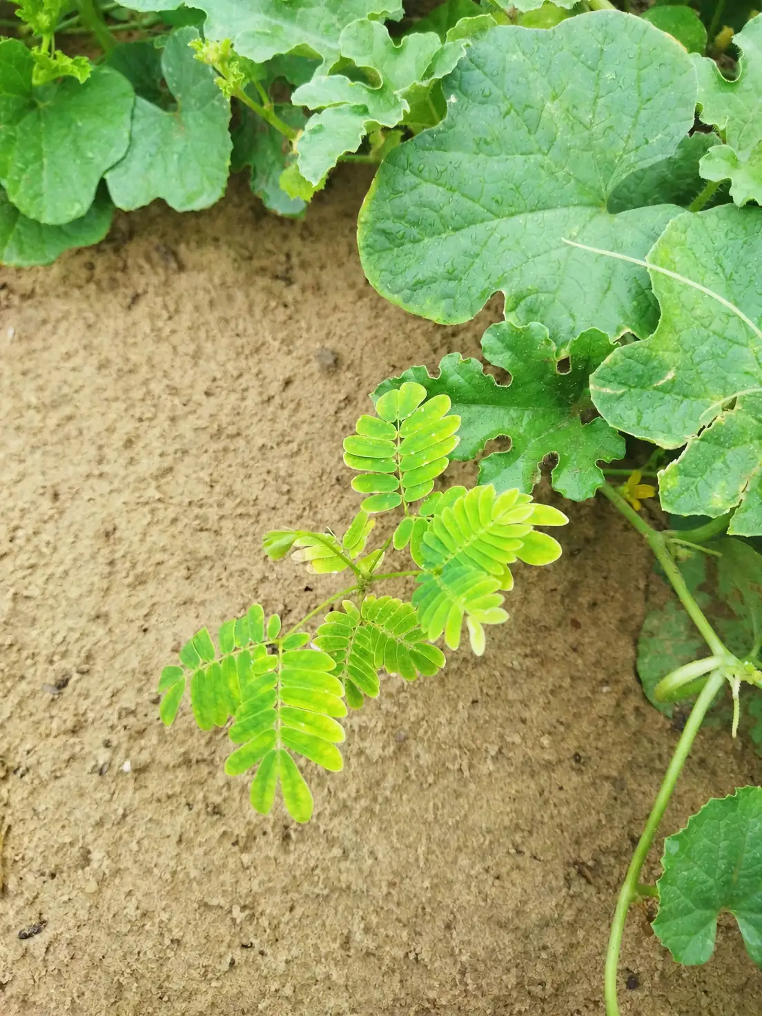 primrose watering soil surface