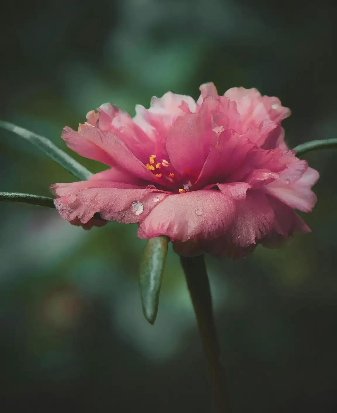 Pond-Side Primulas: Meet the Candelabra Crew That Loves Wet Feet