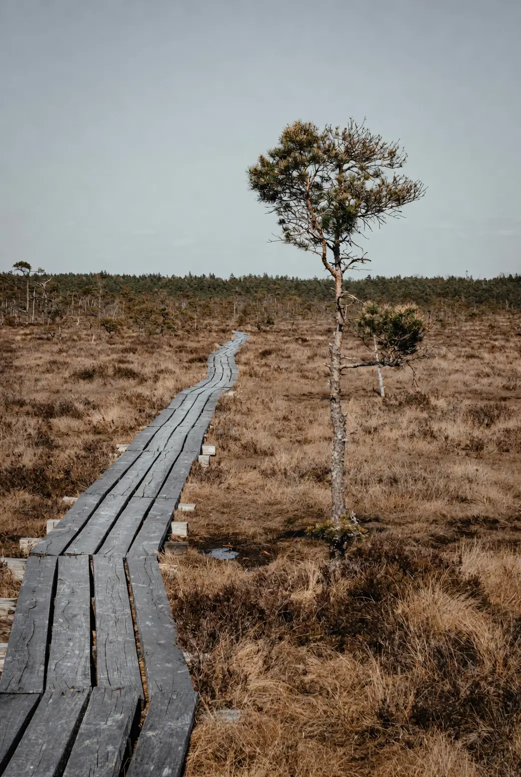 bog garden slope cross section diagram