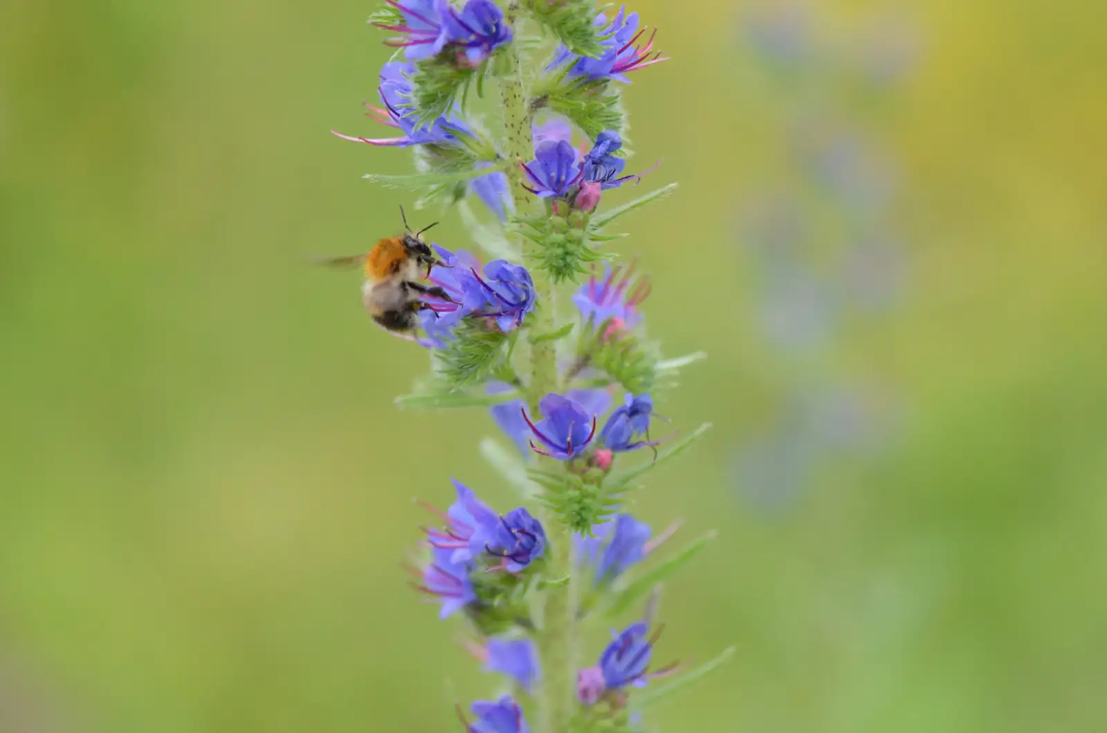 bee on Primula japonica flowers