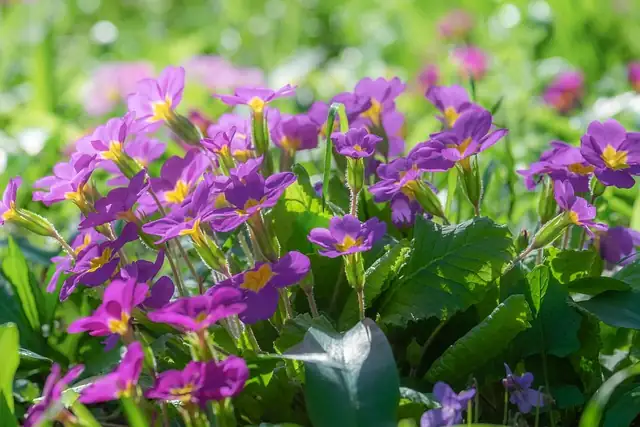 Primula japonica with Iris ensata pond