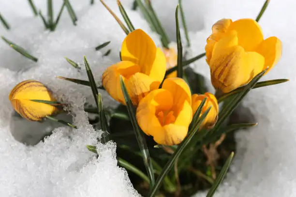 Why Do Primroses Flower When Snow Still Lingers? The Cool-Weather Physiology, Simply Explained