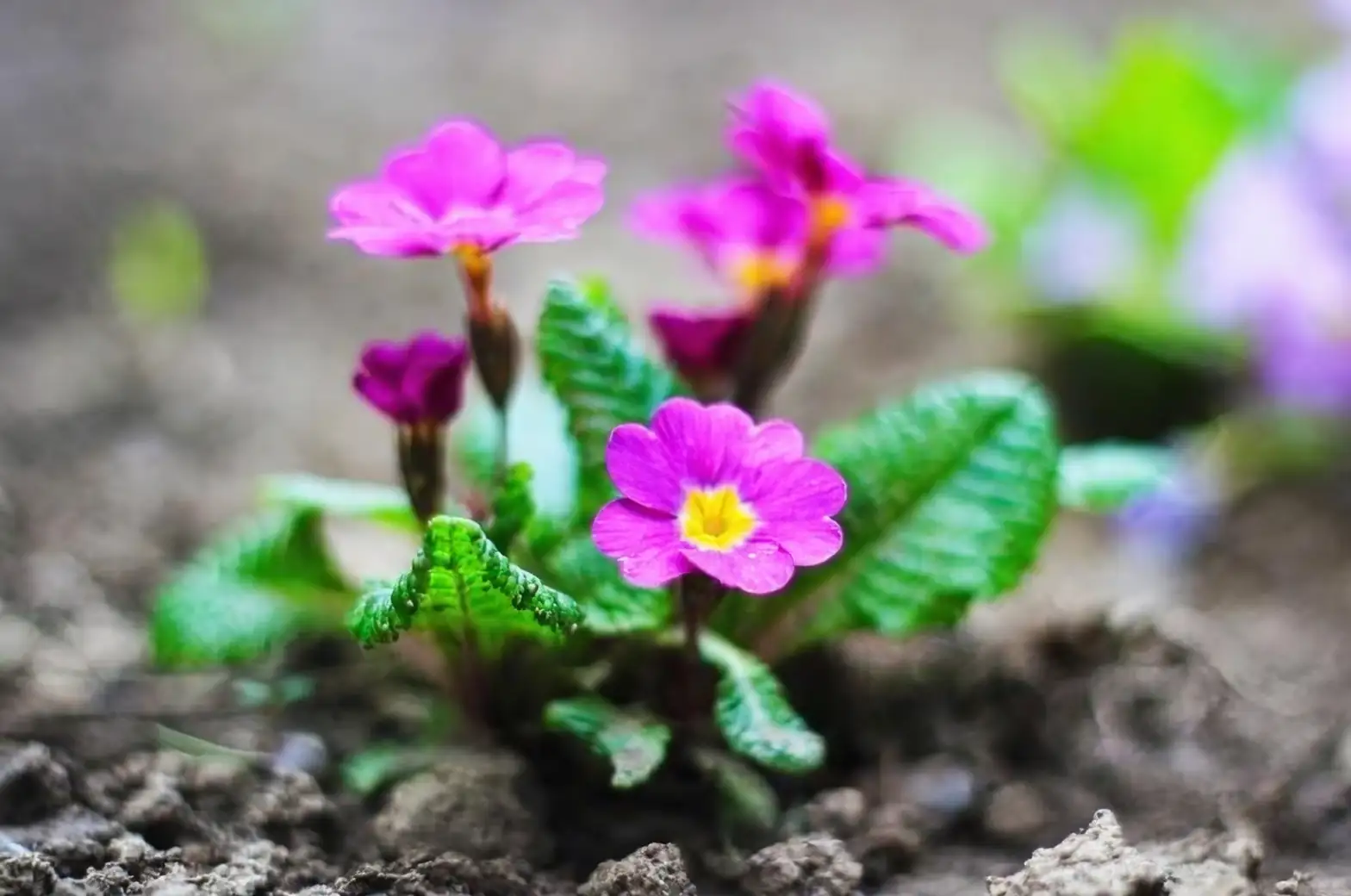 primrose rosette foliage close-up