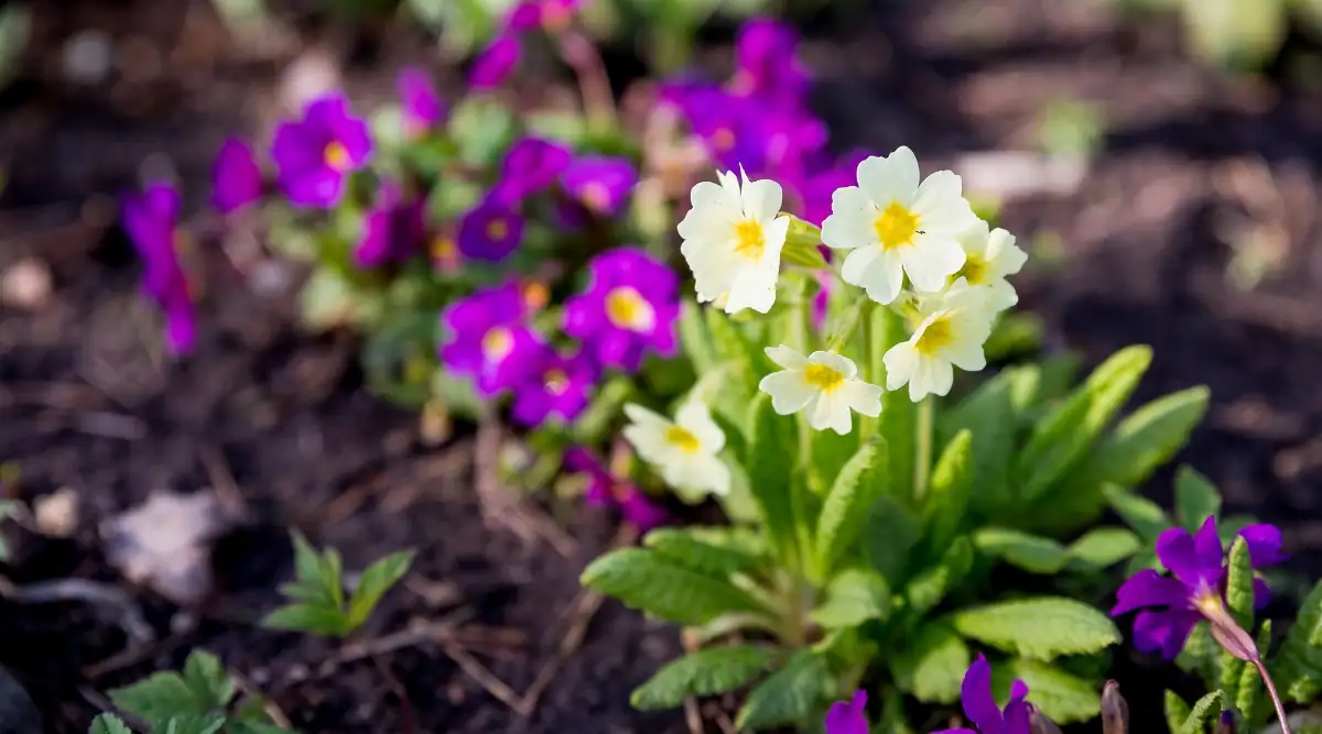primrose under bare deciduous trees