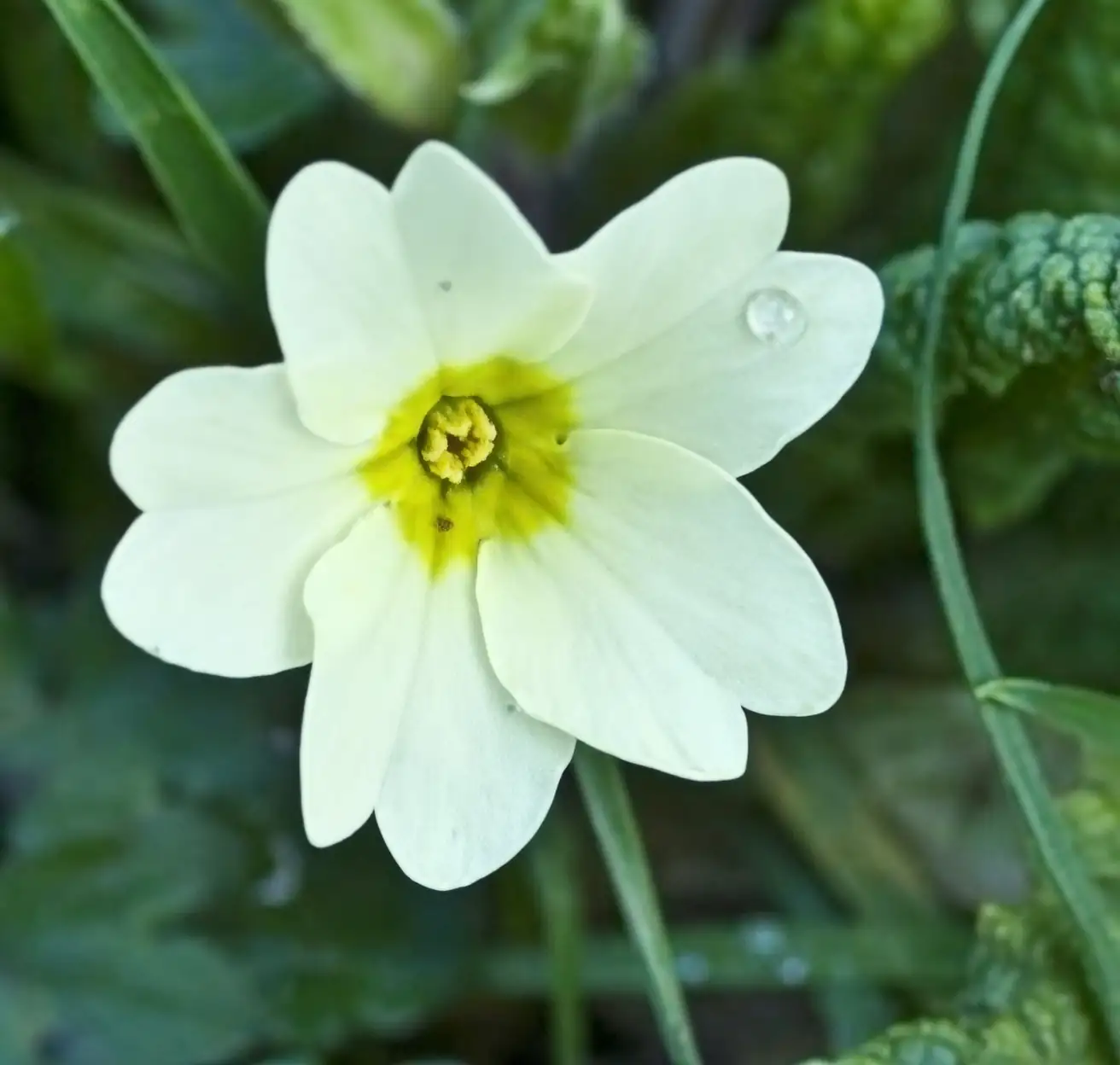 primrose pin and thrum flowers