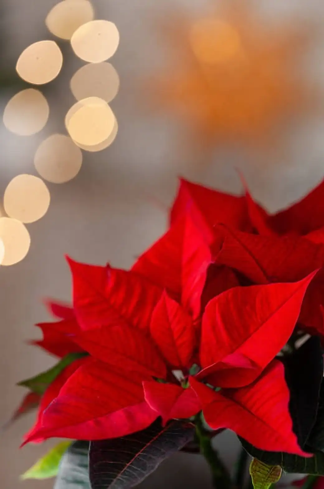 poinsettia under grow light timer