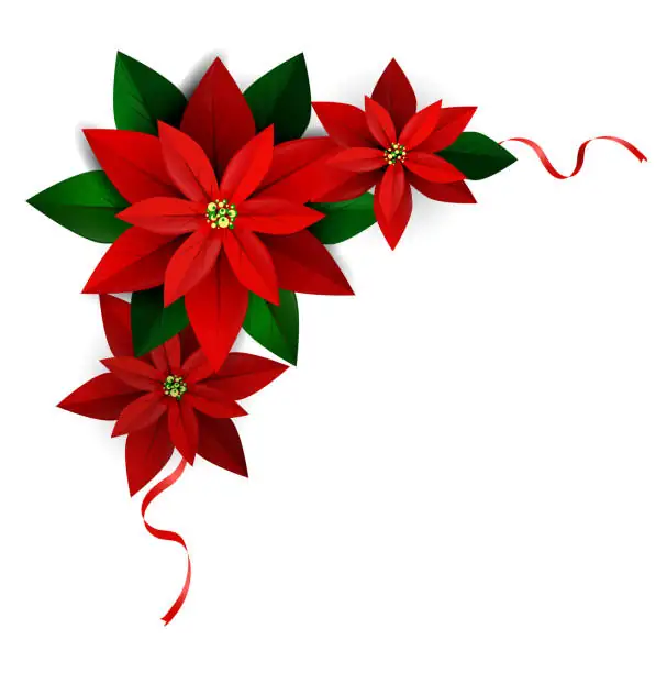 Bracts, Not Petals! 11 Poinsettia Quirks You’ll Brag About at the Holiday Table