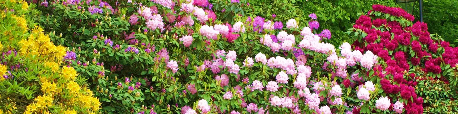 poinsettia outdoor hedge flowering shrub