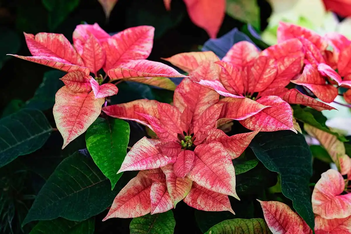 poinsettia bracts cyathia close-up