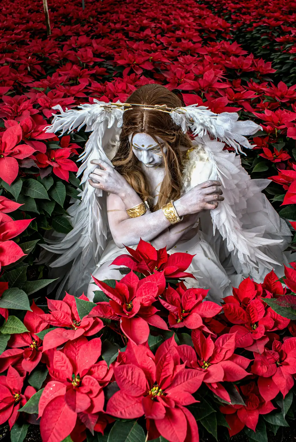 red and white poinsettia varieties