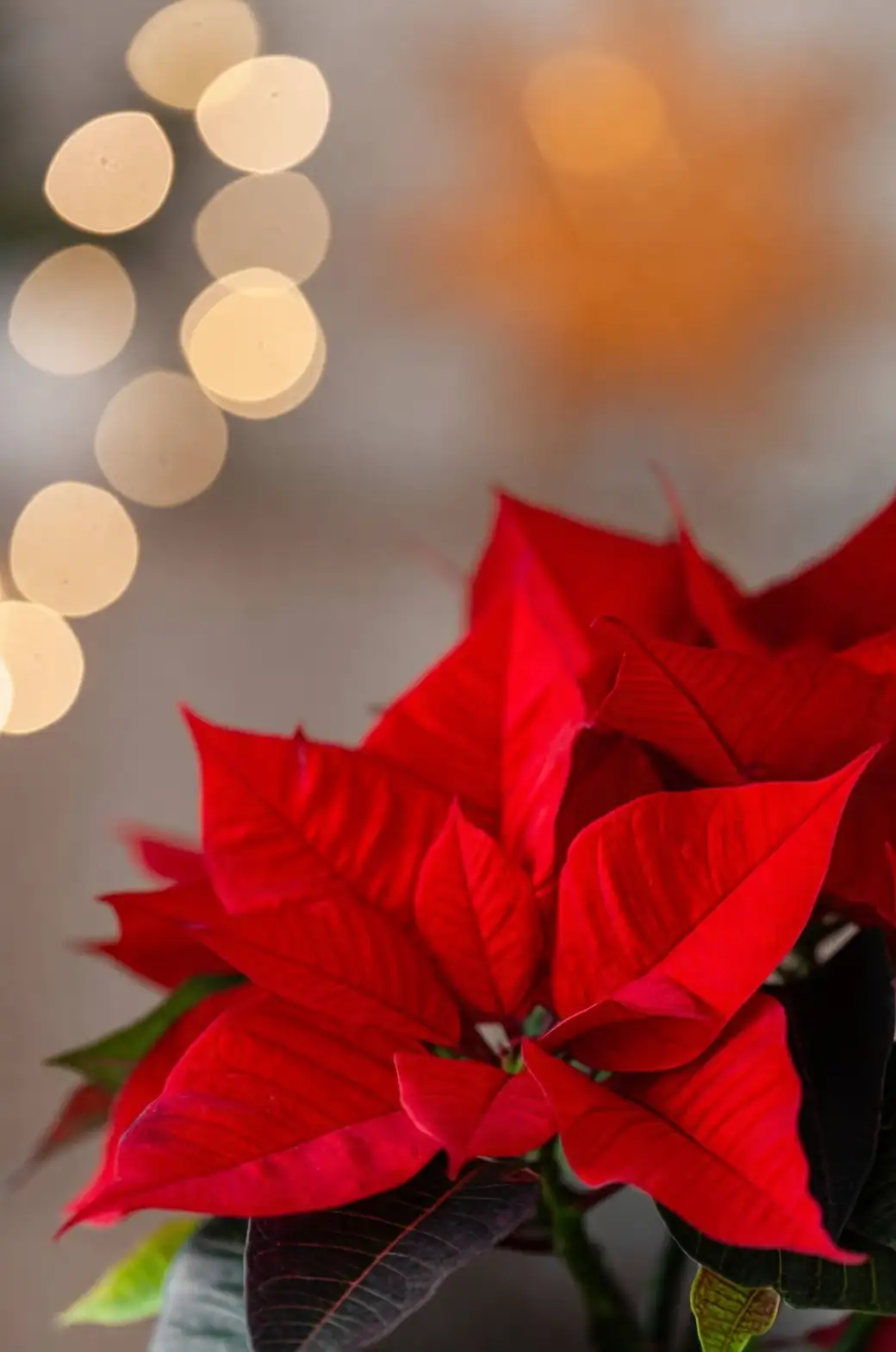 Red, Pink, or Marble? Style Poinsettias Like a Designer—from Minimalist Mantels to Party Tables