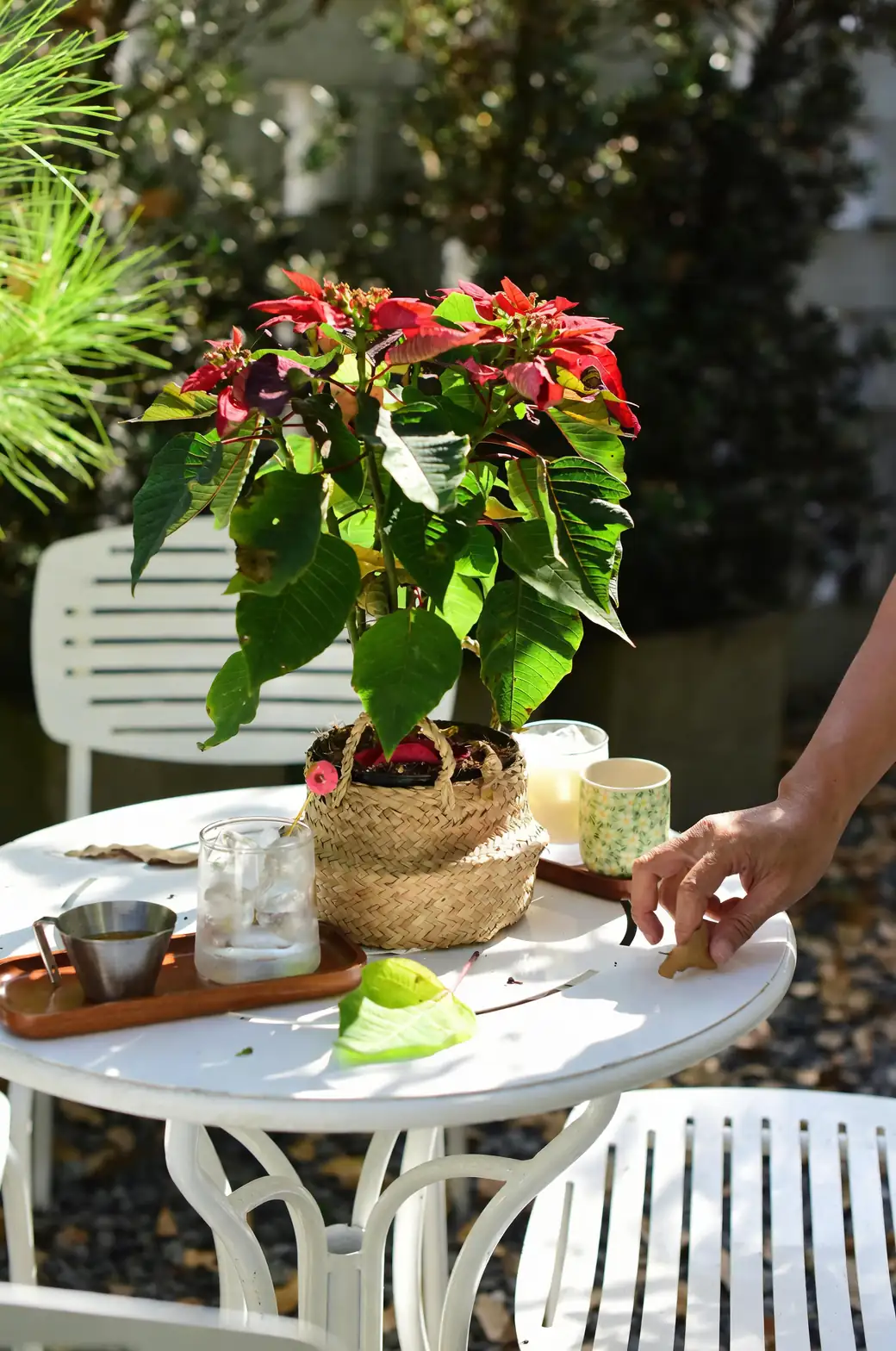 Sticky Sap, Sharp Results: A Cuttings Masterclass for Bushy, Re-Blooming Poinsettias