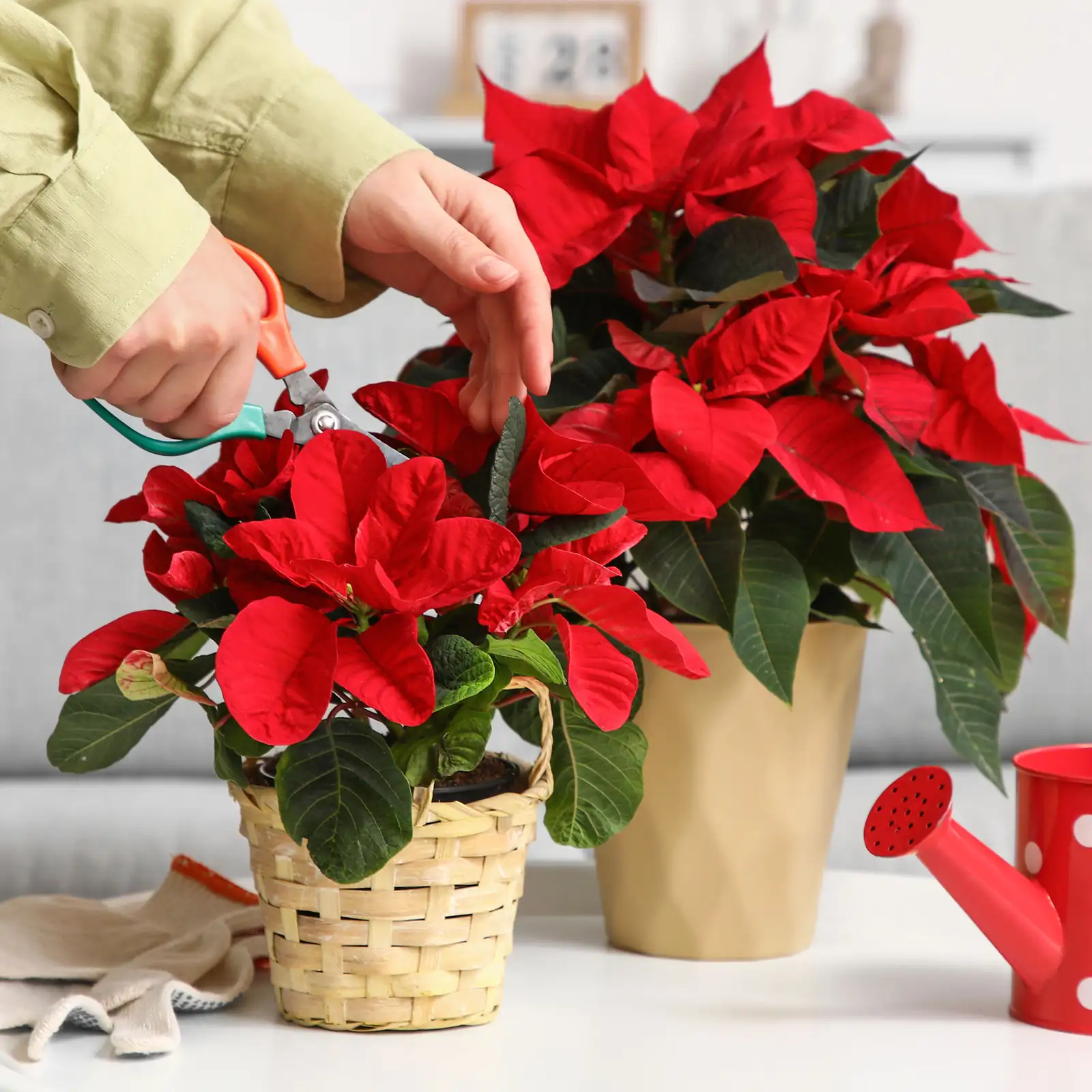 poinsettia cutting tools setup
