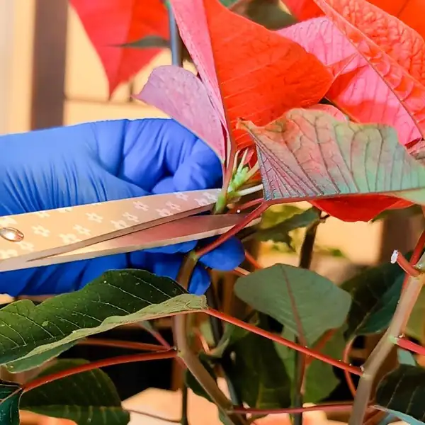poinsettia latex sap cutting