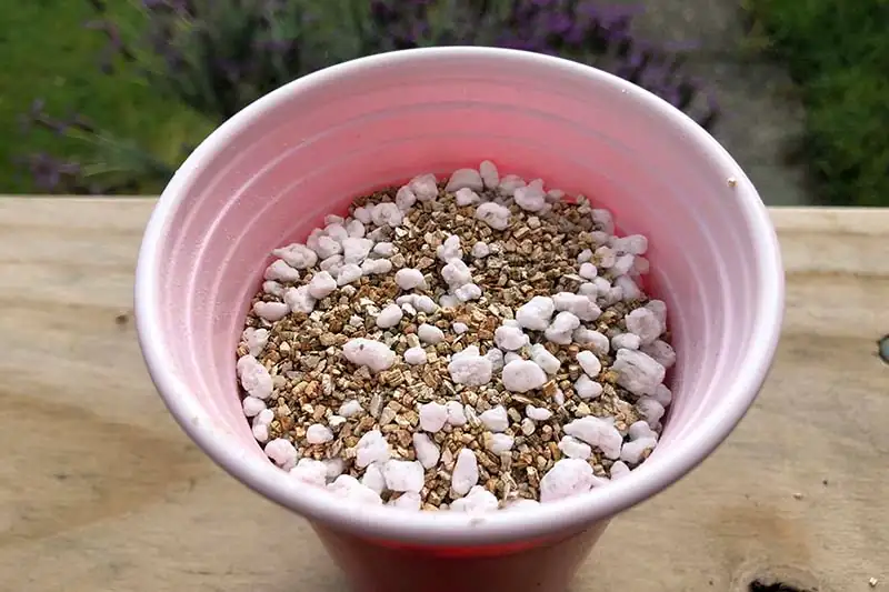 poinsettia cuttings rooting perlite