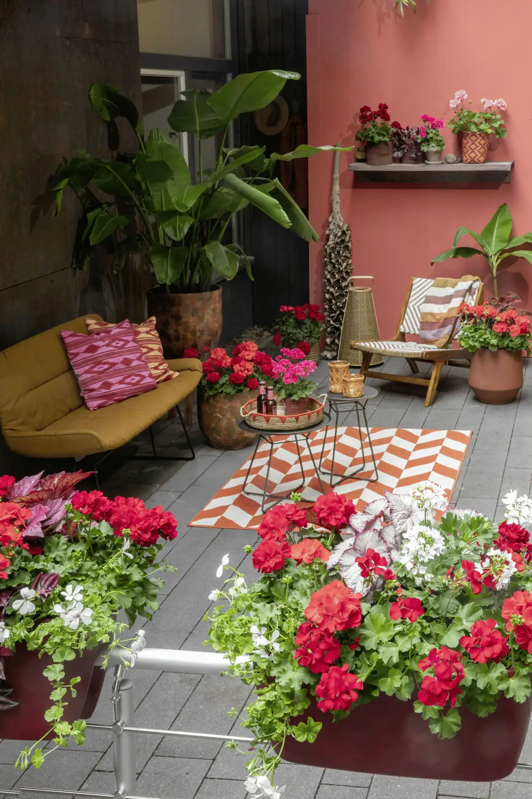 poinsettia on patio bright shade