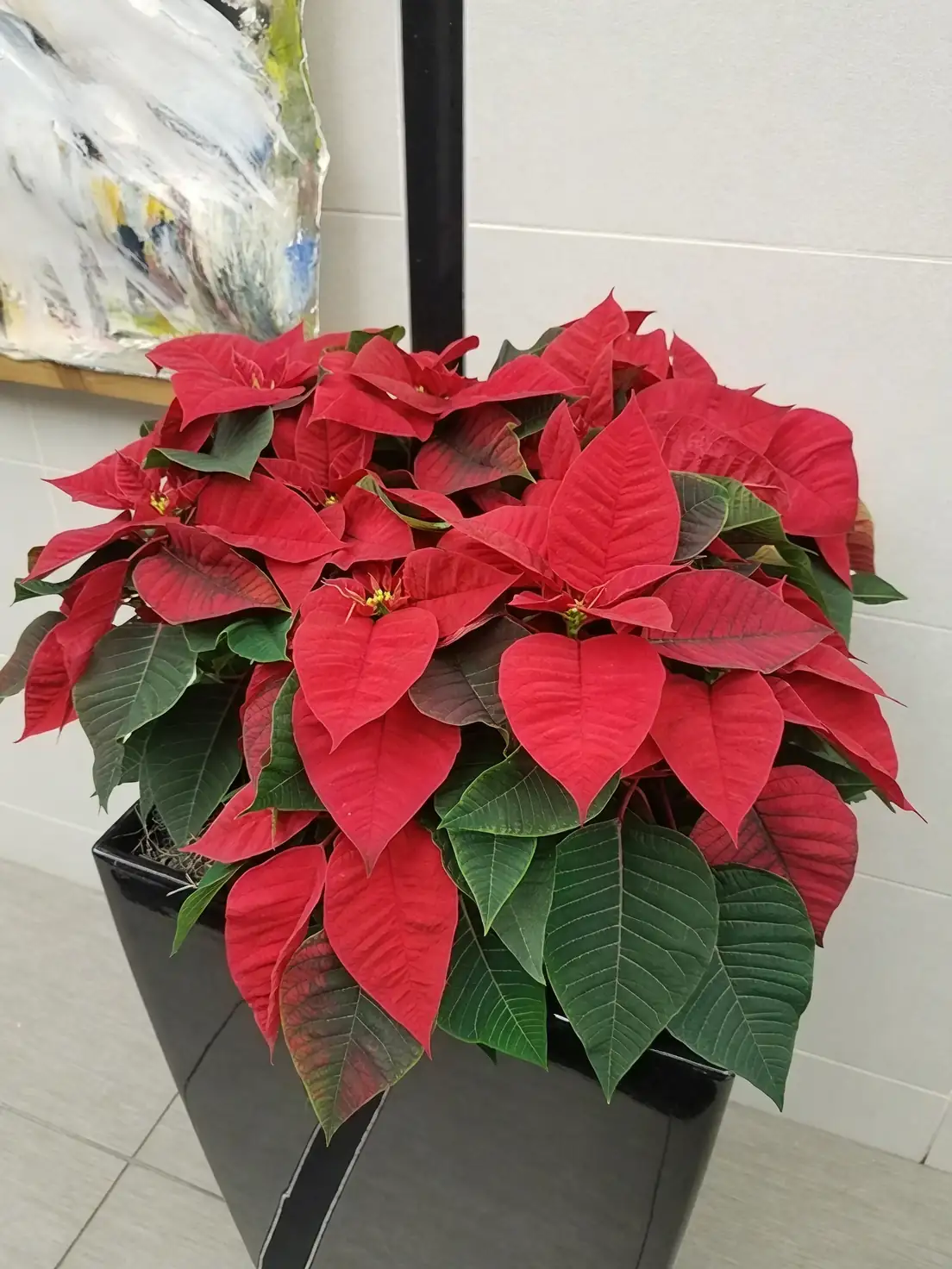 poinsettia dark treatment lightproof box
