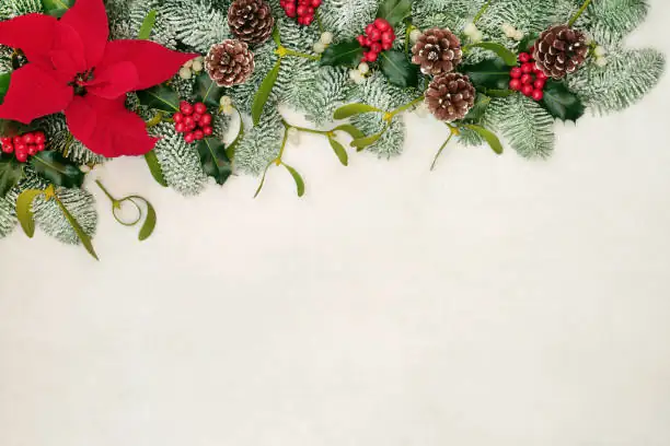 From Pot to Hedge: Growing Poinsettias Outdoors in Warm Zones Without Losing the Color Show