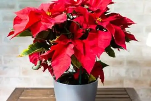 poinsettia night light shield garden