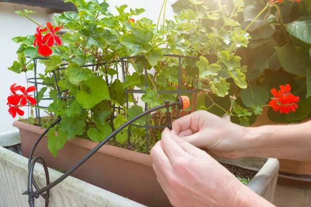 poinsettia drip irrigation mulch