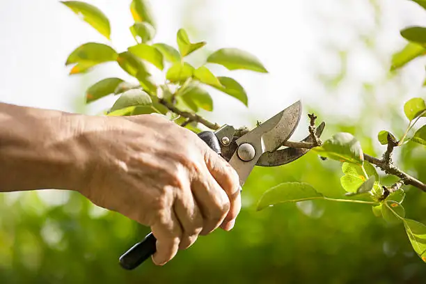 poinsettia pruning gloves secateurs