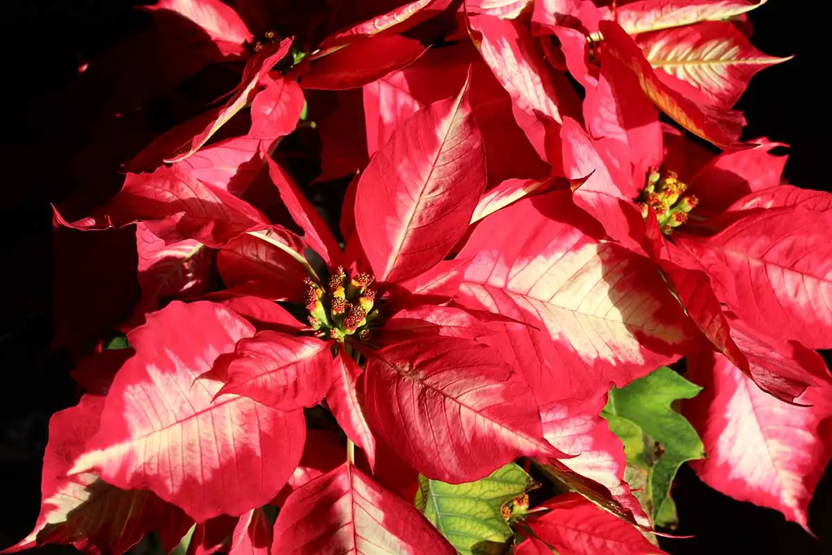Poinsettia Myths Busted: Poison Panic, Ice-Cube Watering, and Other Holiday Headaches
