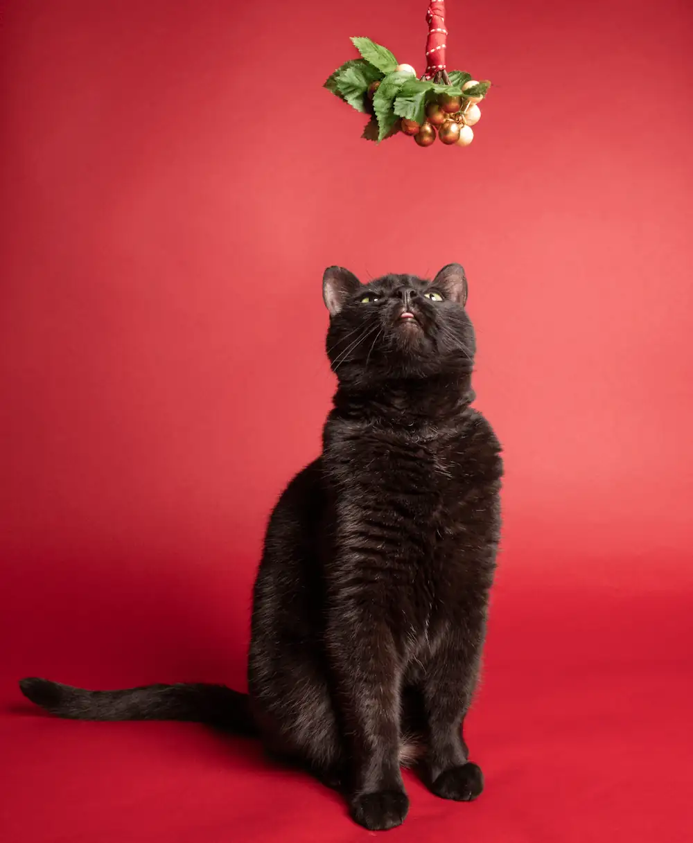 poinsettia on bookshelf cat below