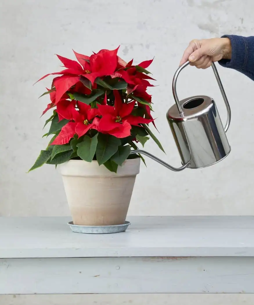 poinsettia watering can indoor