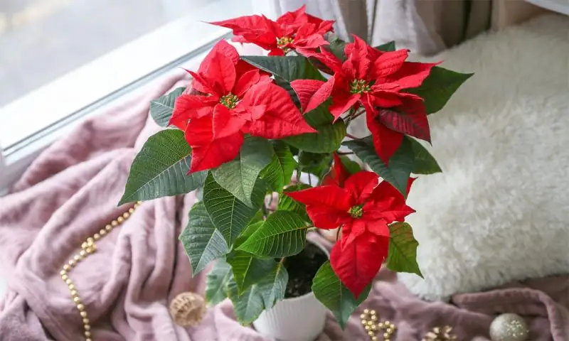 poinsettia near cold window draft