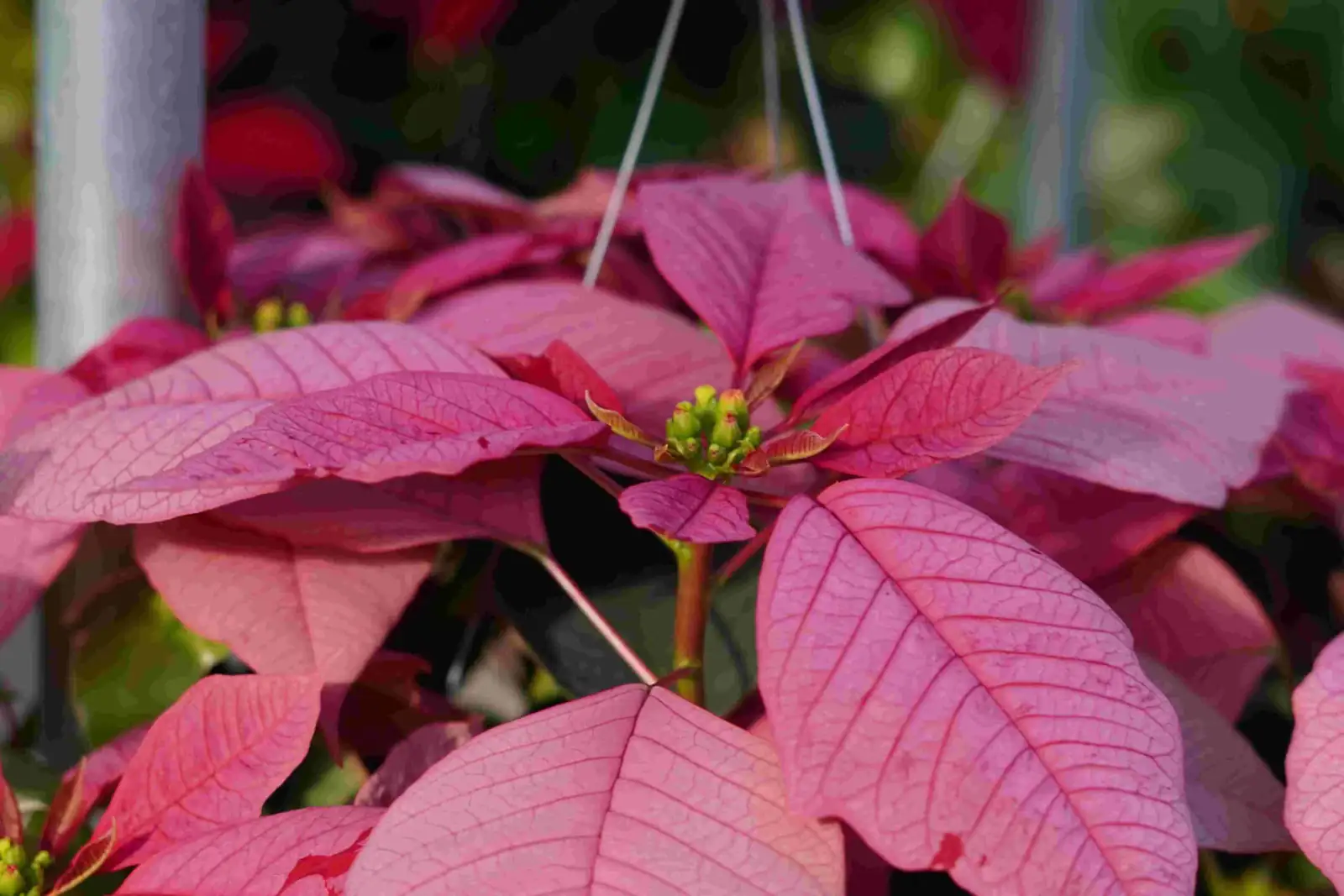 poinsettia nursery selection close-up