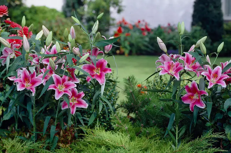 Sunny Faces, Cool Feet: The Lily Care Playbook for Border-Perfect Blooms