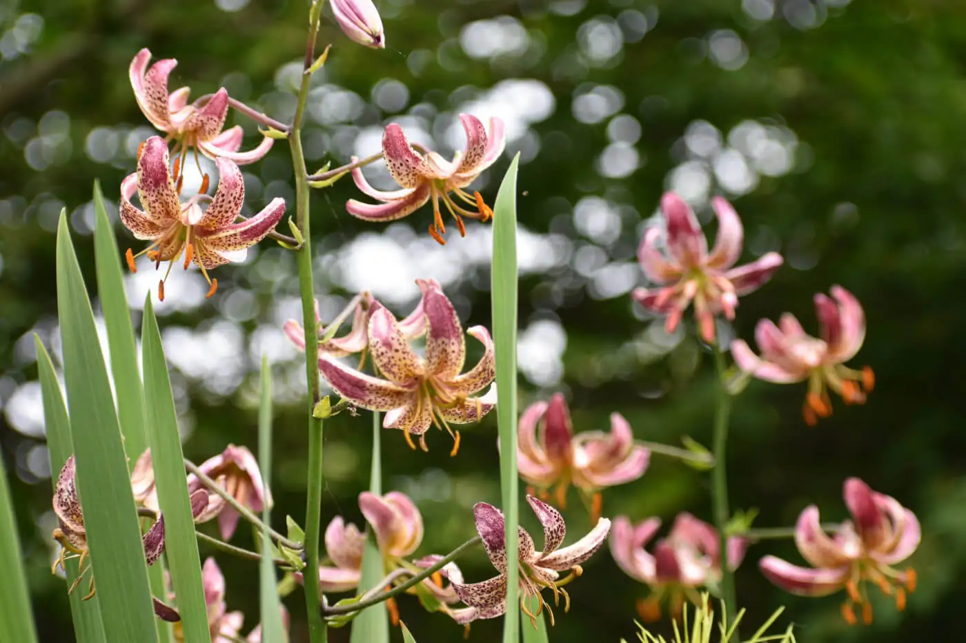 watering lilies at base morning