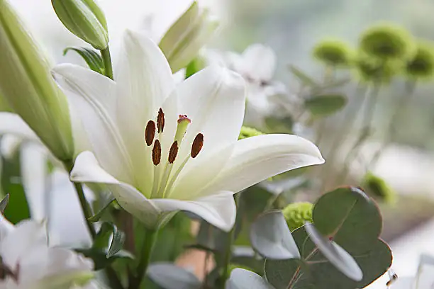 lily bouquet remove anthers close-up