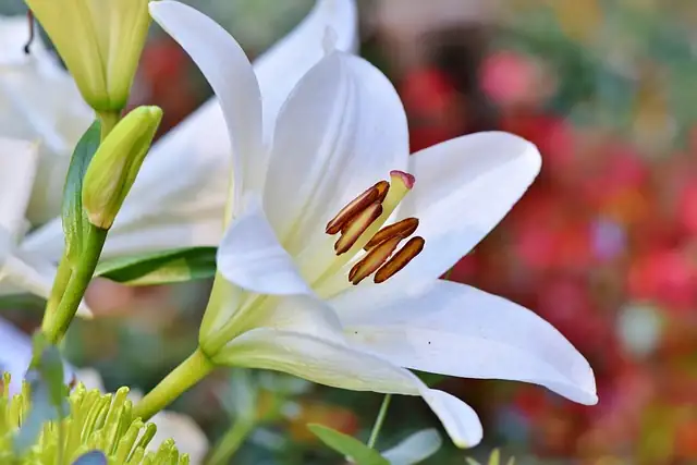 Red Beetles, Soggy Bulbs, Spotty Leaves? The Ultimate Lily Rescue Guide