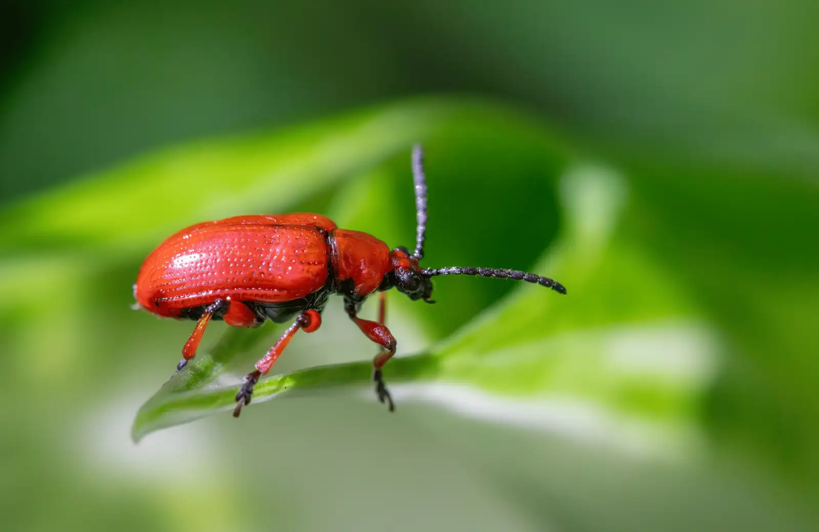 lily leaf beetle on leaf close-up