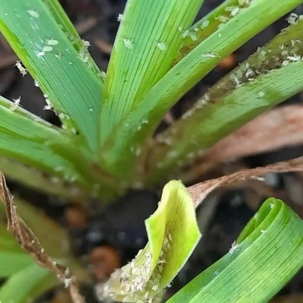 aphids on lily buds close-up
