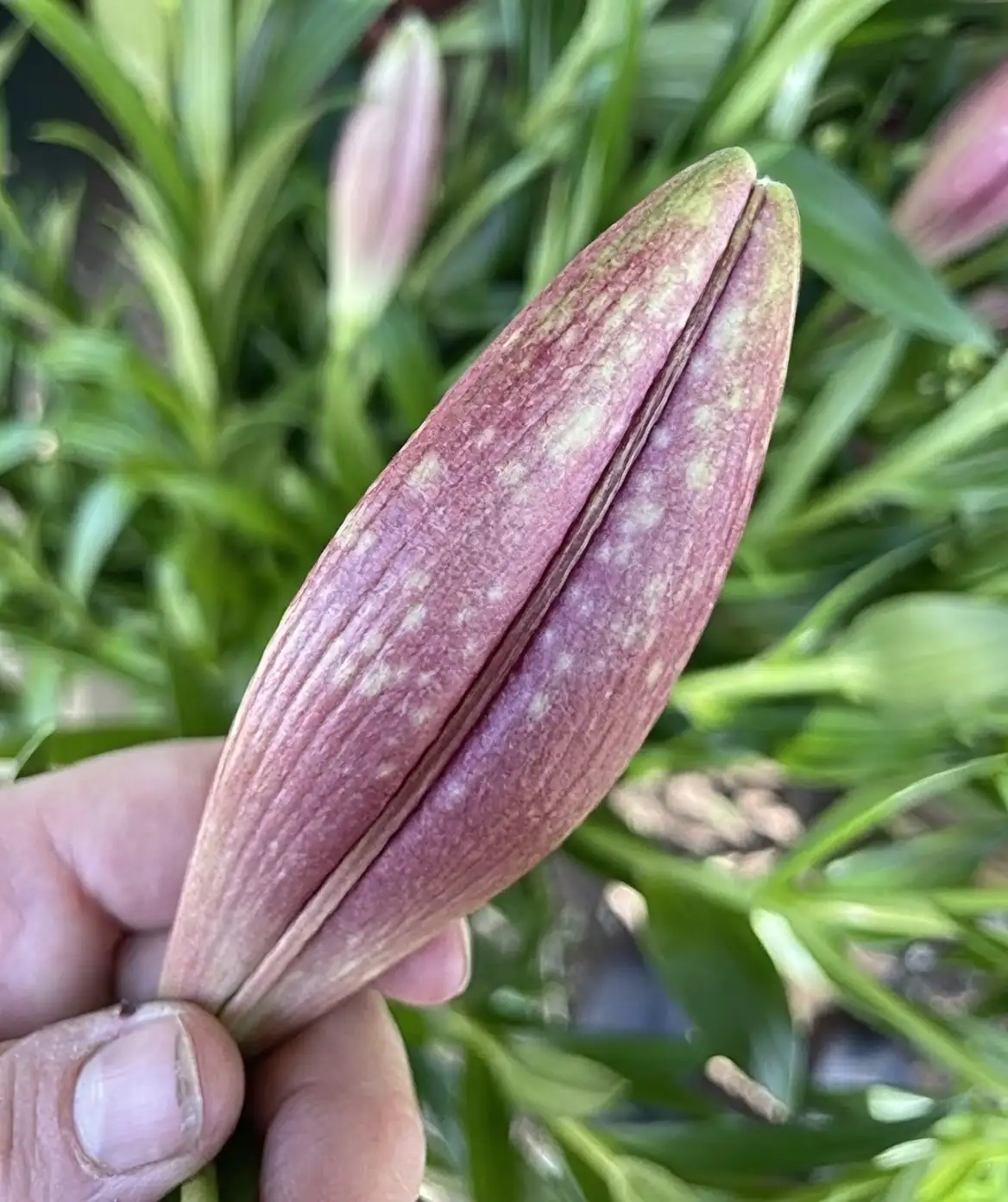 lily botrytis gray mold flower