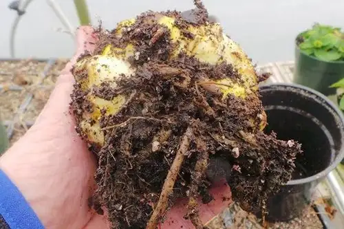 rotting lily bulb cut open