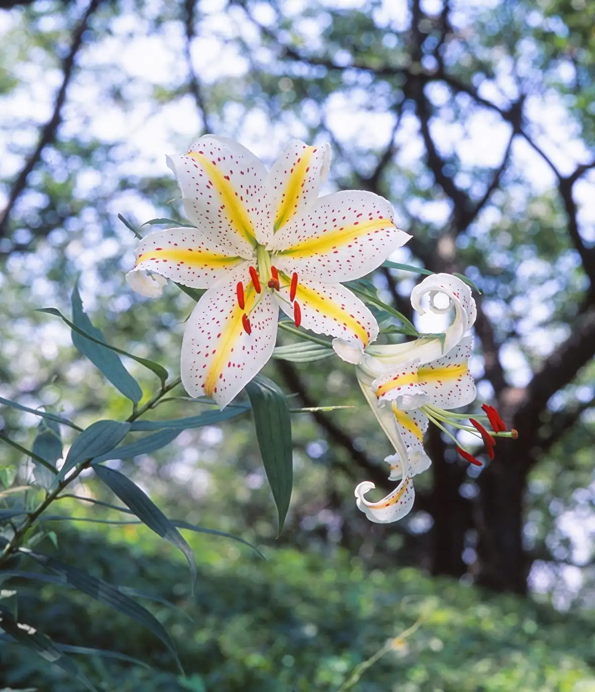 Lilium auratum mountain forest Japan