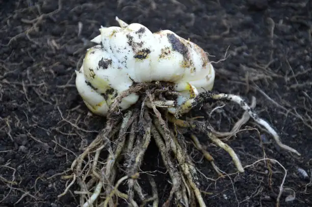 lily bulb stem roots close-up