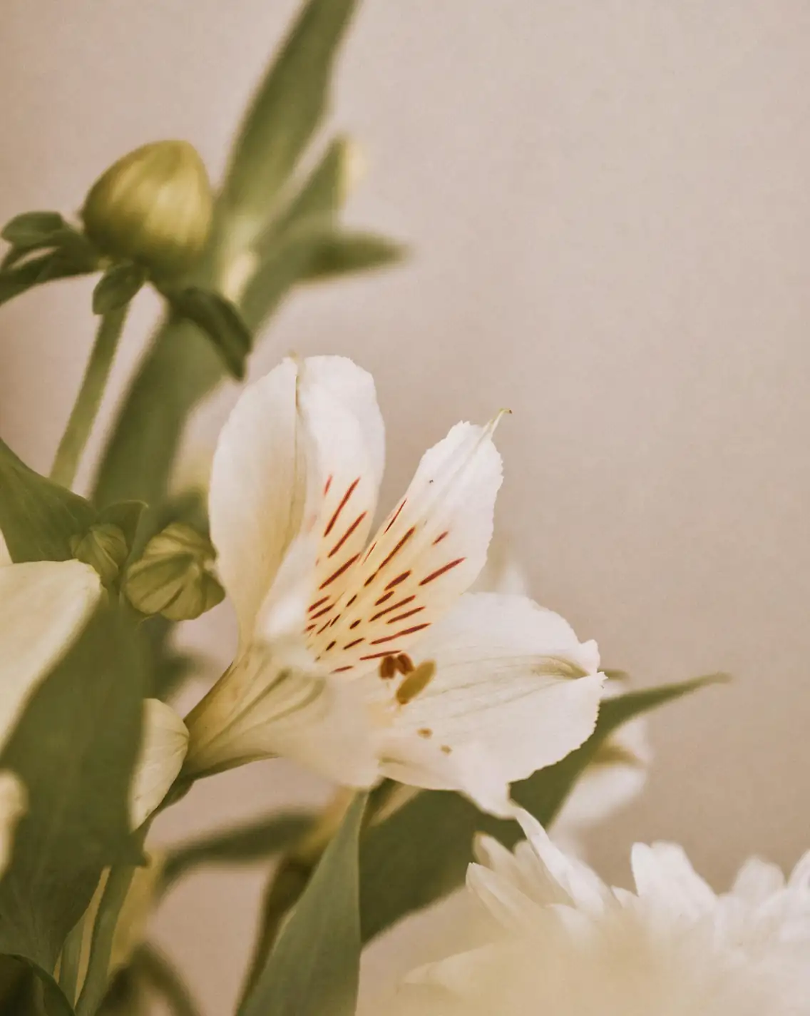 lily anther removal with tweezers
