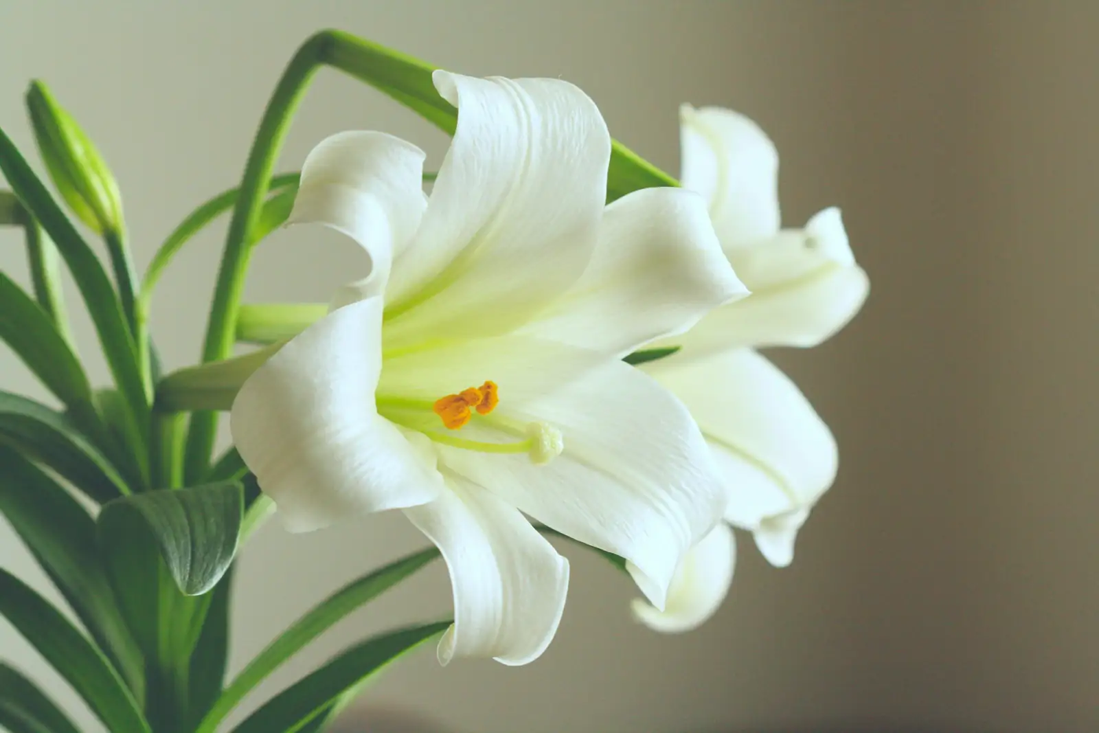 lily bouquet near fruit bowl