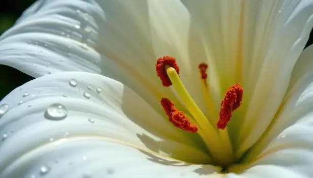 What Does a Lily Really Say? Flower Language From Hanakotoba to ‘A Hundred Years of Harmony’