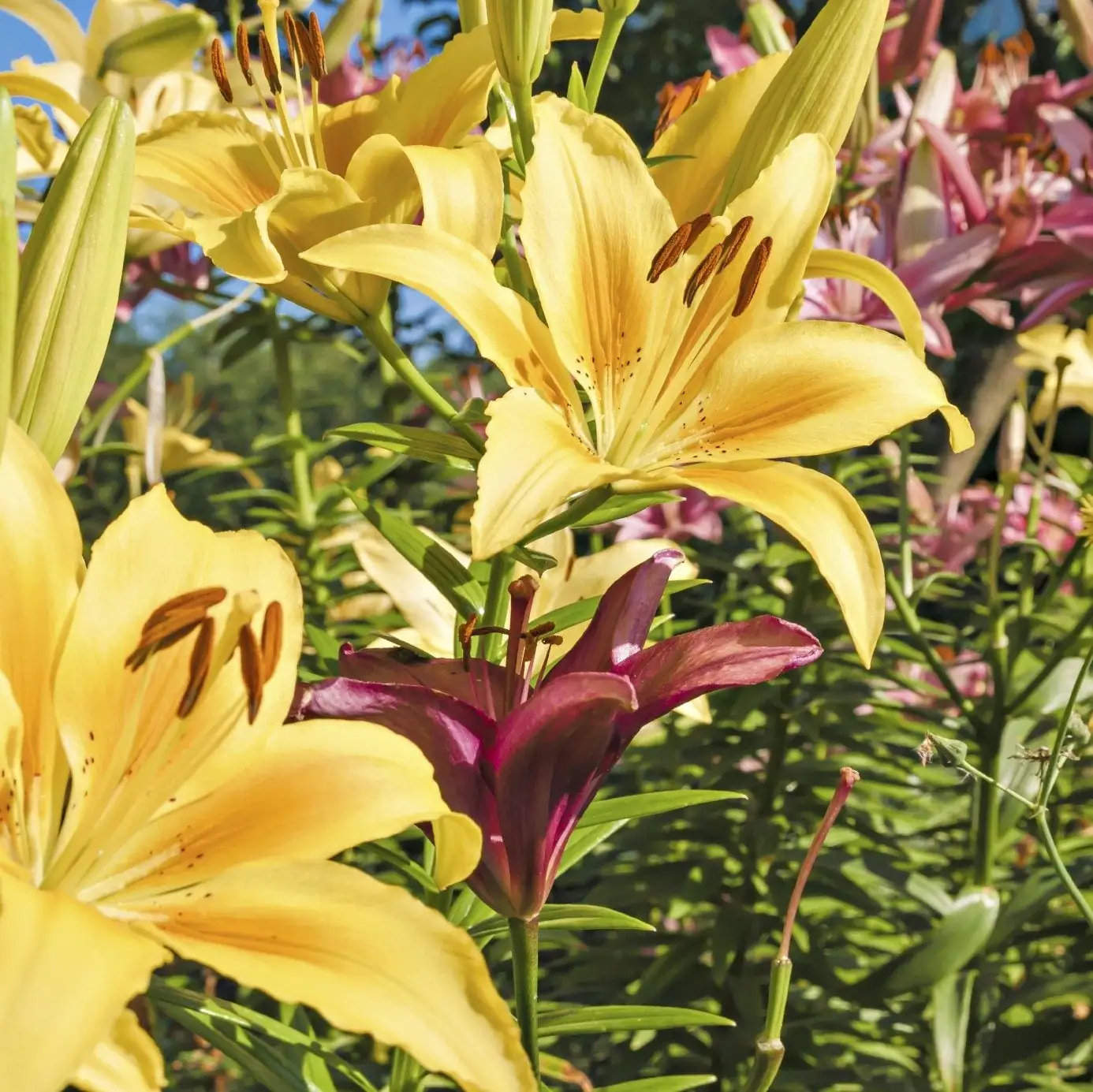 lily garden mixed varieties summer