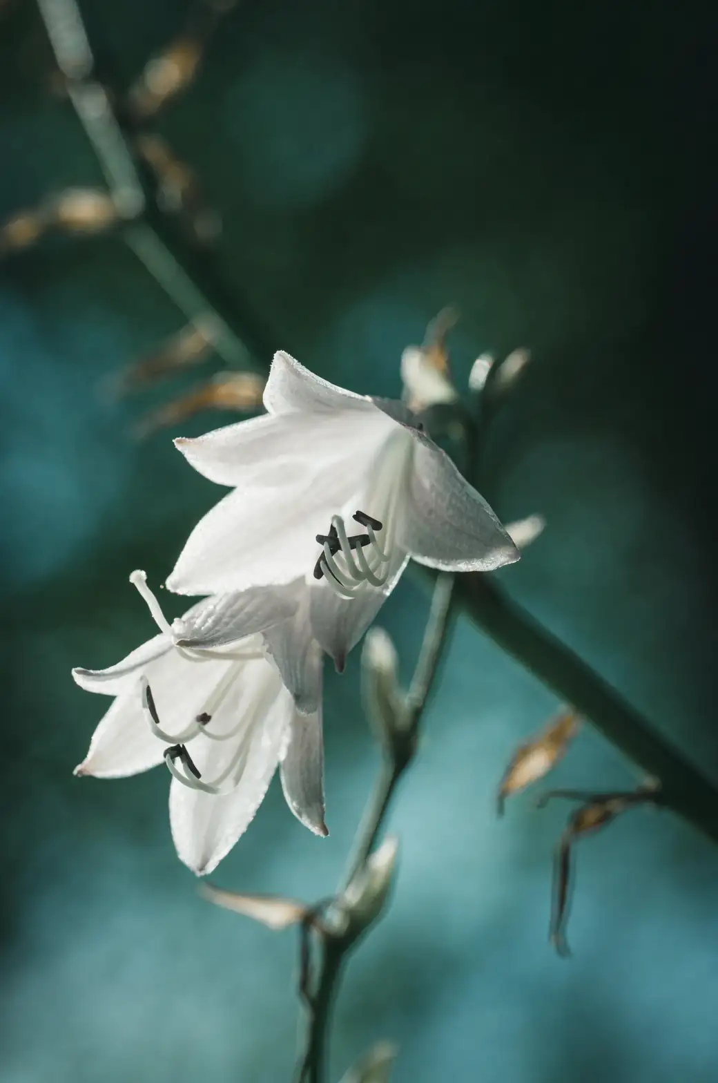 white lily ikebana tokonoma